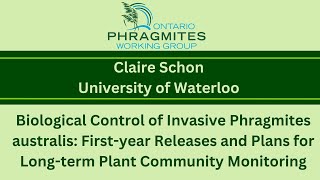 Biological Control of Invasive Phragmites australis Firstyear Releases and Longterm Monitoring [upl. by Tsenre]