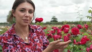 5 easy tips to grow roses and propagate from cuttings with Harkness Roses  The RHS [upl. by Hagen105]