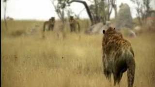 Sabertoothed Tiger  Prehistoric Cats Documentary [upl. by Earvin]