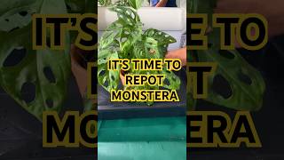 Repotting my Monstera Plant plantcaretips indoorplants monstera shorts [upl. by Durr465]