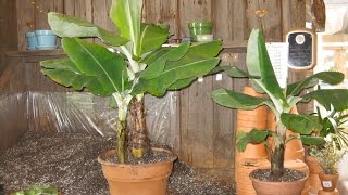 How to Care Dwarf Banana Bonsai [upl. by Siryt]