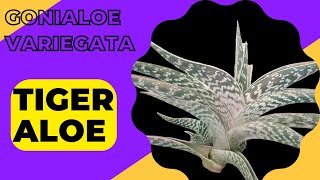 How To Care Aloe Verity Tiger Aloe Gonialoe variegata plant [upl. by Rede]