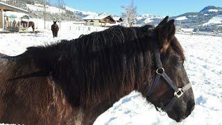 Tiroler NorikerJungstuten im Schnee [upl. by Ajile]