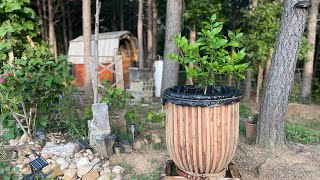 Steam Bent Oak Planter [upl. by Yessej]