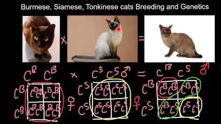 Burmese Siamese Tonkinese cats Breeding and Genetics [upl. by Anatlus]