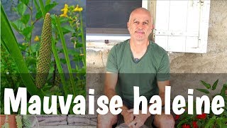 Mauvaise haleine halitose  quelles plantes utiliser [upl. by Akimehs]