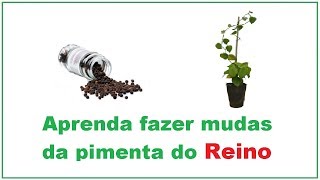 COMO FAZER mudas da pimenta do reino [upl. by Pirbhai]