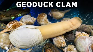 Geoduck Clam [upl. by Dnarb]