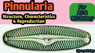 Pinnularia  Structure Characteristics amp Reproduction  BSMSBotany  Urdu amp Hindi [upl. by Mariya]