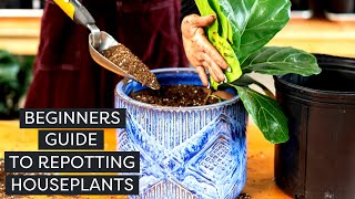 Repotting Houseplants A Beginners Guide  Repotting a Cactus Hanging Plant  FiddleLeaf Fig [upl. by Arno]