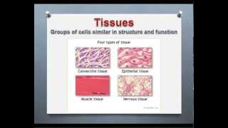 LECTURE Introduction to Epithelial amp Connective Tissues [upl. by Symon668]