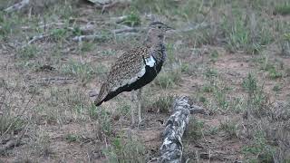 The call of the redcrested korhaan [upl. by Eimat]