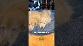 Estos tres PERRITOS son inseparables ♥️ curiosity curiosidades [upl. by Prady]