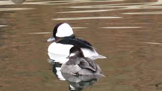 Bufflehead Ducks [upl. by Arnelle175]