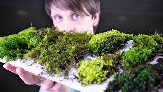 Collecting amp Identifying Moss [upl. by Suckow]