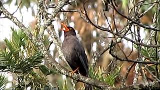 Eurasian Blackbird song [upl. by Nnylannej]