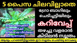 കറിവേപ്പ് തഴച്ചു വളരാൻ കിടിലൻ ടിപ്പ് Curry Leaves Fertilizer Making At Home Curry Leaves In Pot [upl. by Jasik949]