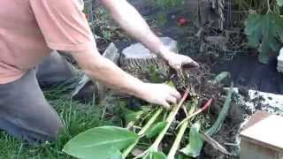 How to Dig Up and Store Canna Bulbs for Winter [upl. by Yenaiv]