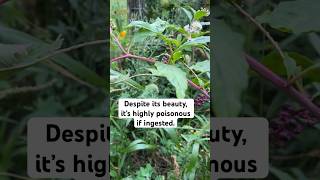 What Is Pokeweed Apocalyptic Plant [upl. by Teloiv]