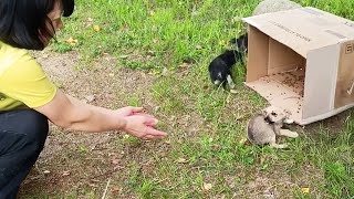 3 abandoned puppies thought I was their mother they followed me home to be loved [upl. by Medora]