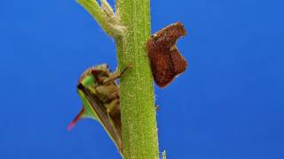 Treehoppers from the Amazon rainforest of Ecuador [upl. by Melborn53]