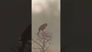 The corn bunting singing in the morning Emberiza calandra shortvideo birds wildlife birdsong [upl. by Narayan]