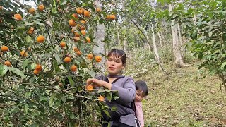 Single mom mother and son went to pick tangerines from the forest to sell for money [upl. by Hanaj]