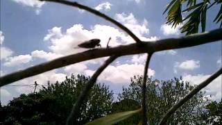 Cicada making noise in my garden Calling mate [upl. by Nolita952]