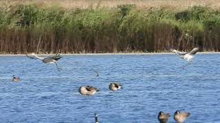 Will you dance with me Sandhill Crane Mating Dance  PT 1 [upl. by Sisxela]