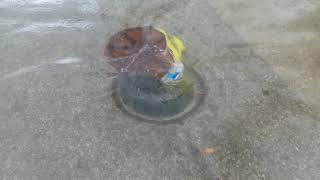 Sewer drain circling as king tide lowers on 23 Street Edgewater Miami [upl. by Cesaro]