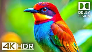 4K Video ULTRA HD 120 FPS  Best of 4K HDR Dolby Vision [upl. by Aiyotal673]