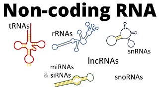 ncRNAs  all types of noncoding RNA lncRNA tRNA rRNA snRNA snoRNA siRNA miRNA piRNA [upl. by Fulviah416]