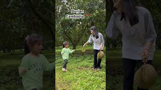 Durian farm in Cambodia 🇰🇭 photography nature [upl. by Redienhcs]