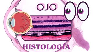 Histología de Ojo [upl. by Iderf756]