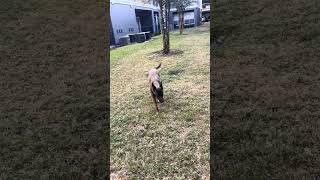 Balgian Malinois going for the Bleachers  Freyja Ironside🐺🎾 [upl. by Alarice]