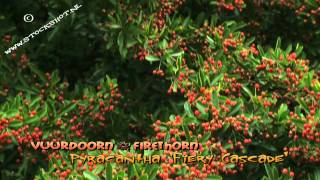 vuurdoorn  pyracantha Fiery Cascade [upl. by Mullen]