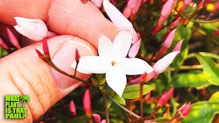 The BEST SMELLING PLANT in my YARD  Jasminum polyanthum  Its Fragrance is Next Level [upl. by Sinne]