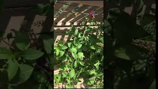 Pokeweed Warning  Just Like Poison Ivy [upl. by Runkle]