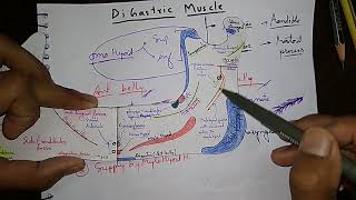 Digastric muscles some important point [upl. by Synned]