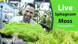 Live Sphagnum Moss the ultimate propagation and care guide by Carnivaro [upl. by Sion269]