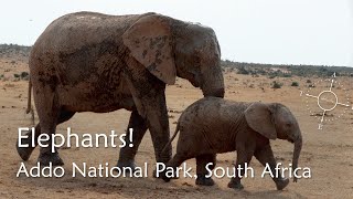 Addo Elephants [upl. by Nolan96]