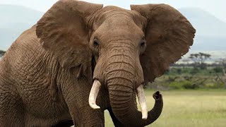 African Bush Elephant Sound Effects [upl. by Deehan]