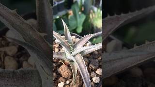 Dyckia Pale Rider bromeliaceae [upl. by Annayad]