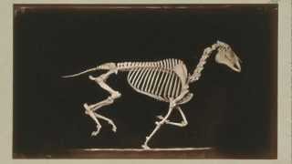 1881 Eadward Muybridge  quotThe Attitudes of Animals in Motion 194203 Skeleton of Horsequot [upl. by Hezekiah]