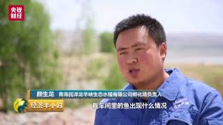 CCTV report on salmon farming in China [upl. by Aina634]