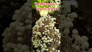 Termitomyces microcarpus rpmtheexplorer rpm explorer mushroom termitomycesmicrocarpus fooditem [upl. by Aisayt351]