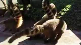 Coati are everywhere at Iguazu Falls [upl. by Marijn]