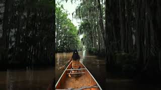 Beautiful caddo lake state park in Texas 🛶 [upl. by Hailed]