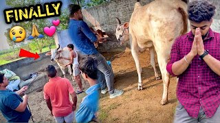 चमत्कार Hogya ❤️ भगवान Ne Humari Sun Li 🥺🙏🏻Khoya Hua Bail Vapas Mil Gya [upl. by Gschu]