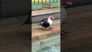 The Muscovy duck Cairina moschata 🦆birdwatching [upl. by Clarkin]